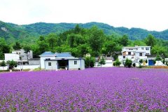 北京租车到密云香草第一园商务旅游大巴租车带司机接送一天多少钱